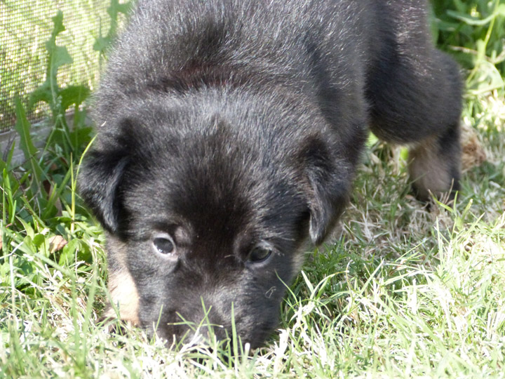 chinook dog